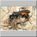 Anoplius infuscatus - Wegwespe 05d 12mm mit Trochosa cf terricola-Wolfspinne-Weibchen.jpg